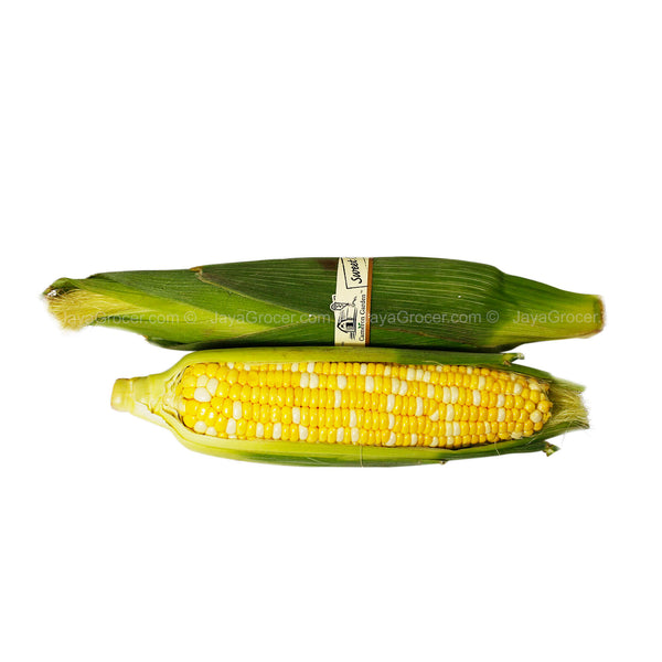 Cameron Bio Color Sweet Corn (Malaysia) 1unit (highest price)
