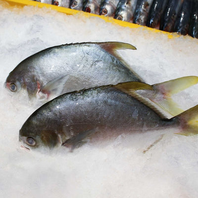 KO Ikan Bawal Emas 700g+/-