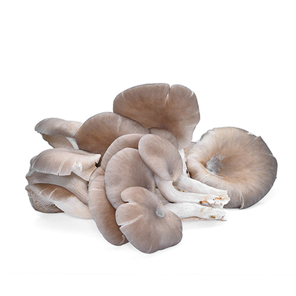 Frais Funghi Mushroom Grey Oyster (Malaysia) 200g (highest price)