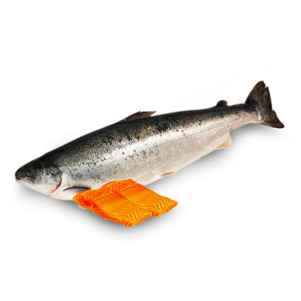 Norwegian Atlantic Salmon Fillet 200g (highest price)