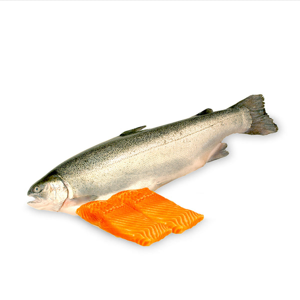 Norwegian Fjord Trout Fillet 200g